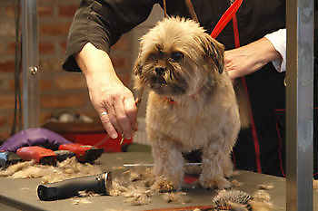 Tarieven - Dogstyling Buitenhof